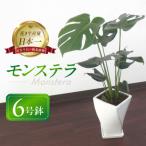 モンステラ陶器鉢6号