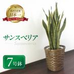 サンスベリア7号