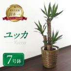 ユッカ7号