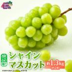 つくばみらい市 シャインマスカット 1.3kg