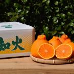 有田の不知火 しらぬひ 約4kg