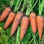 fu.... налог столица . после город [ предшествующий предварительный заказ ] иметь машина морковь 5kg{.........} зима ..! питание вдоволь ... органический морковь 