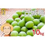 古城梅 約10kg