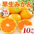 青島みかん 2L~4L 約10kg