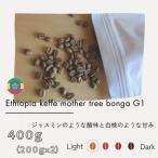 エチオピア カッファ マザーツリー ボンガ