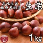 藤原果樹園の生栗厳選1キロ