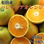 有田産バレンシアオレンジ 約5kg