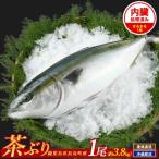 ブリカマ付 茶ぶり スキンレスロイン 1尾分