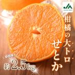せとか 2.5kg