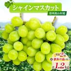 信州 ★シャインマスカット★秀品2房+訳あり品