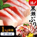 活じめ 黒瀬ぶりの生鮮ブリロイン2節 1.0kg前後