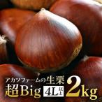 アカツファームの生栗 特大 3Lサイズ 2kg