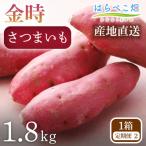 さつまいも 金時 1.8kg