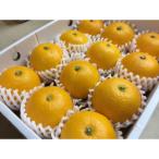 和歌山産 有田の清見 化粧箱 2Lサイズ 12個入り