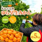 濃厚 甘い 木なり完熟 ゆら早生みかん 約5kg