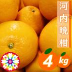 愛咲果樹園 河内晩柑 約4kg