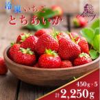 冷凍いちご とちあいか 450g×5パック