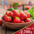 冷凍いちご とちあいか 450g×6パック