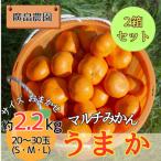 2箱セット マルチみかん うまか ※11月中旬頃から発送