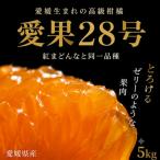 愛果28号 5kg