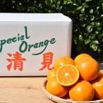 清見 約10kg