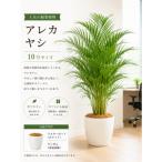 観葉植物 アレカヤシ 10号 ラスターポット