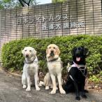 盲導犬育成へのご寄付 ~皆様の支援が社会をつなぐ~