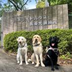 盲導犬育成へのご寄付 ~皆様の支援が社会をつなぐ~