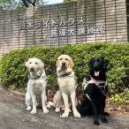 盲導犬育成へのご寄付 ~皆様の支援が社会をつなぐ~