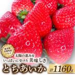 とちあいか 新鮮大粒いちご1160g 用にも