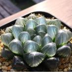 特選美種:多肉植物 ハオルチア 実生オリジナル苗