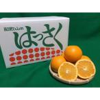 八朔 はっさく 約10kg