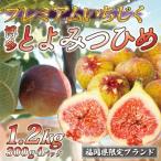 2026年8月上旬~ ブランドいちじく