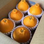 和歌山産 不知火 デコポン 6玉×3箱
