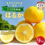 やまだ果樹園のはるか 9kg