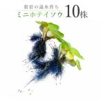 ミニホテイソウ10株 IB148-011