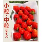 いちご 小粒中粒サイズ 約230g×8パック