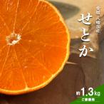 愛媛の柑橘の代名詞 せとか 約1.3kg入