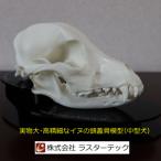 イヌの頭蓋骨模型 中型犬