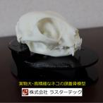 ネコの頭蓋骨模型