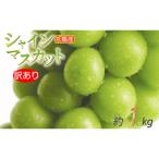 シャインマスカット 訳あり 約1kg