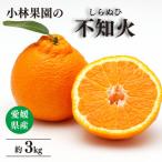 小林果園の不知火 約3kg