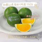 訳あり YN26 5kg