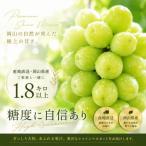 星乃 シャインマスカット 1.8kg以上