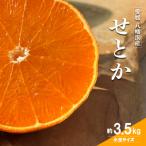 愛媛の柑橘の代名詞 せとか 小玉約3.5kg入