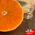 愛媛の柑橘の代名詞 せとか 大玉約2.8kg入