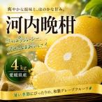 和製グレープフルーツ 4kg
