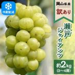 2026年発送 瀬戸ジャイアンツ 3~4房