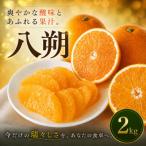 大人の柑橘 2kg