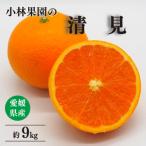 みかん 柑橘類 先行受付 小林果園の清見 約9kg